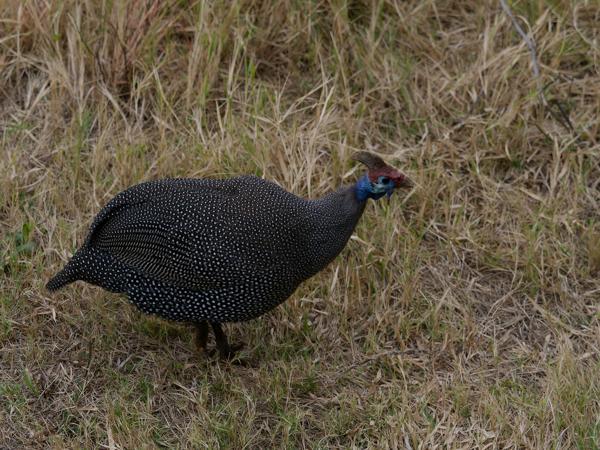 <h3><a href="/trips/safari/biota/animalia/chordata/aves/006 galliformes/003 numididae/numida meleagris/numida meleagris-nl.html">Numida&nbsp;meleagris</a> / Helmeted&nbsp;guineafowl / Helmparelhoen</h3>OM-1 met M.40-150mm F2.8 + MC-14, 1/500 sec  bij F4.0, ISO 500, afstand 3&nbsp;m